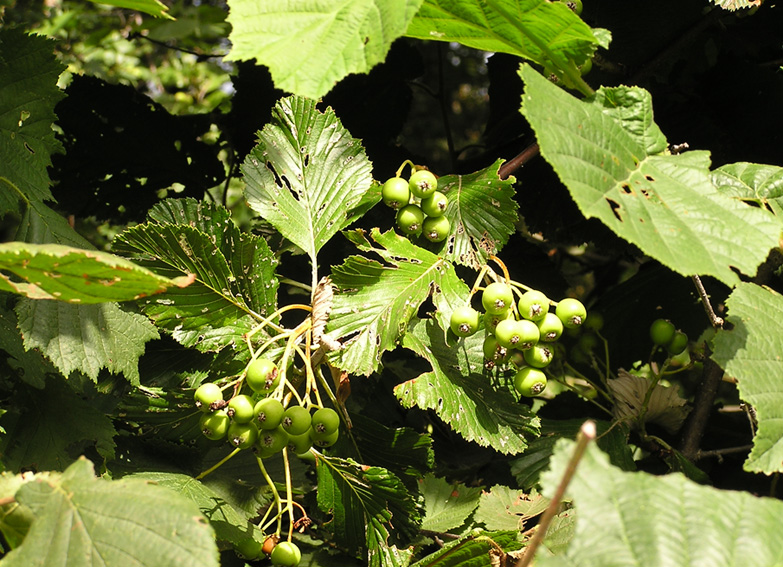 Sorbus aria